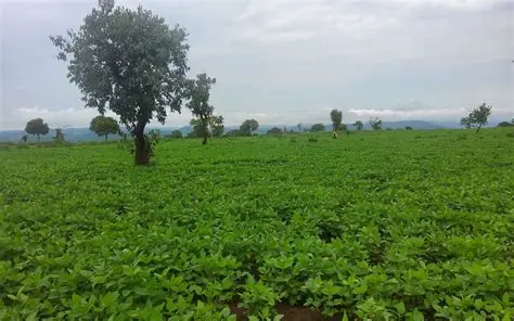 Assosa Agricultural Research Center