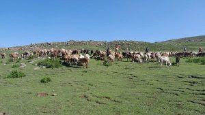 Read more about the article የዋሸራ በግ ዝርያን በማሻሻል