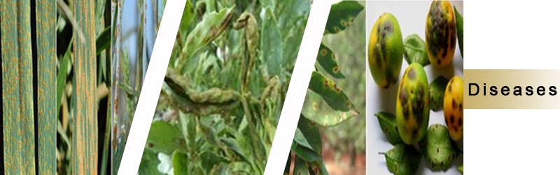 Plant Protection – EIAR