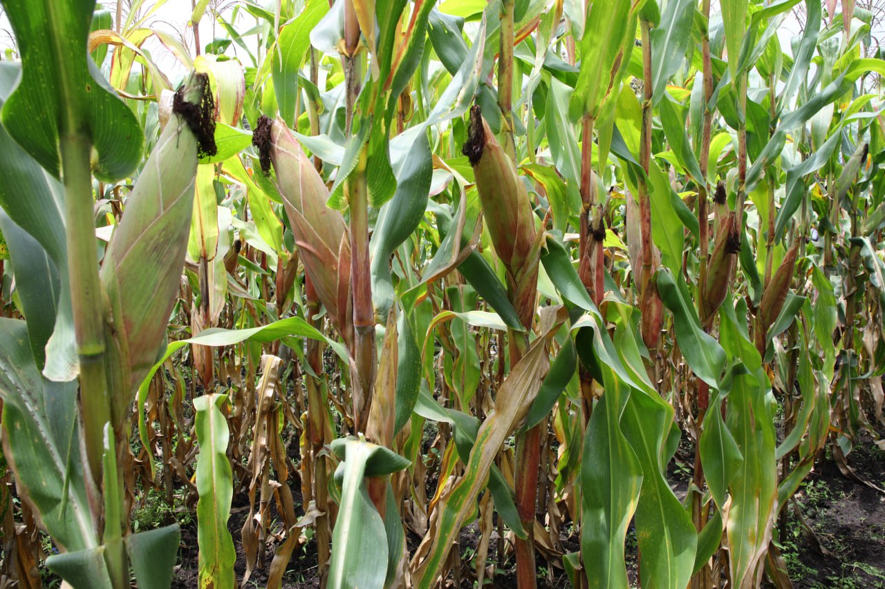 Read more about the article Capsha-EIAR and Sidama Agricultural Research Institute Held Successful Field Day