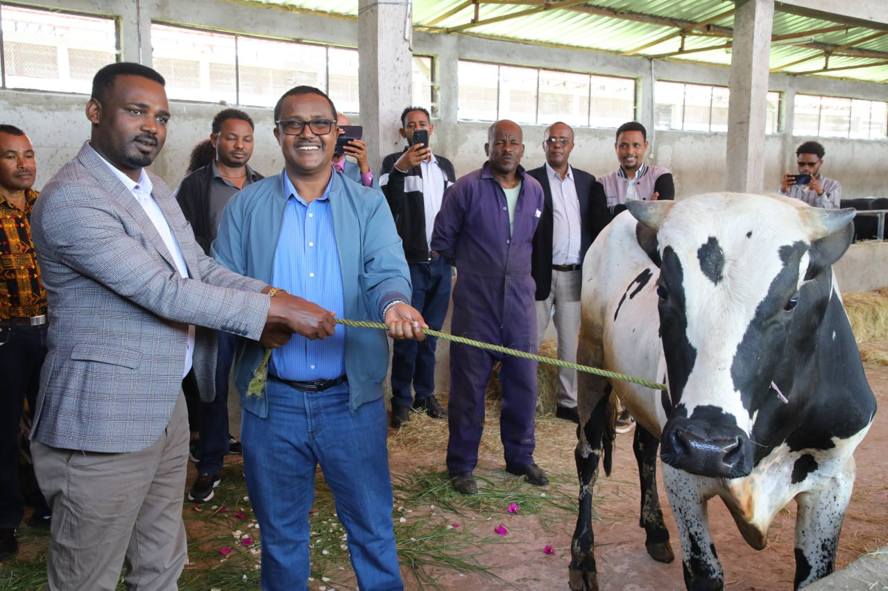 You are currently viewing “ወንድ ጥጆችን ከማስወገድ …….. እንደ ሀብት ምንጭነት መጠቀም”